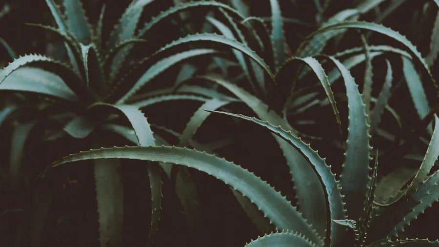 3 Ayurvedic Herbs For A Smooth Transition into Fall