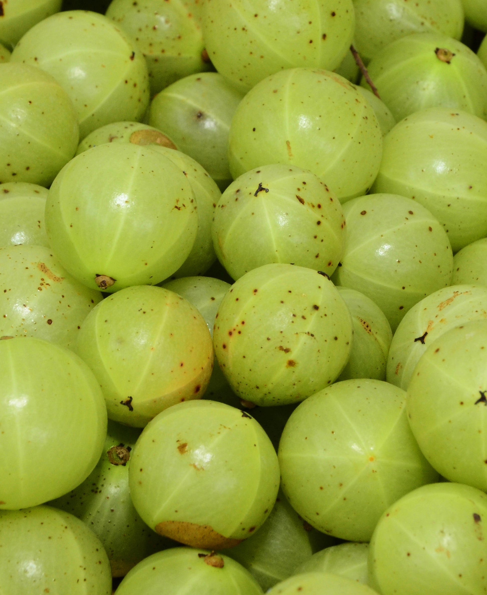 Amla Berries