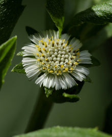 eclipta alba flower