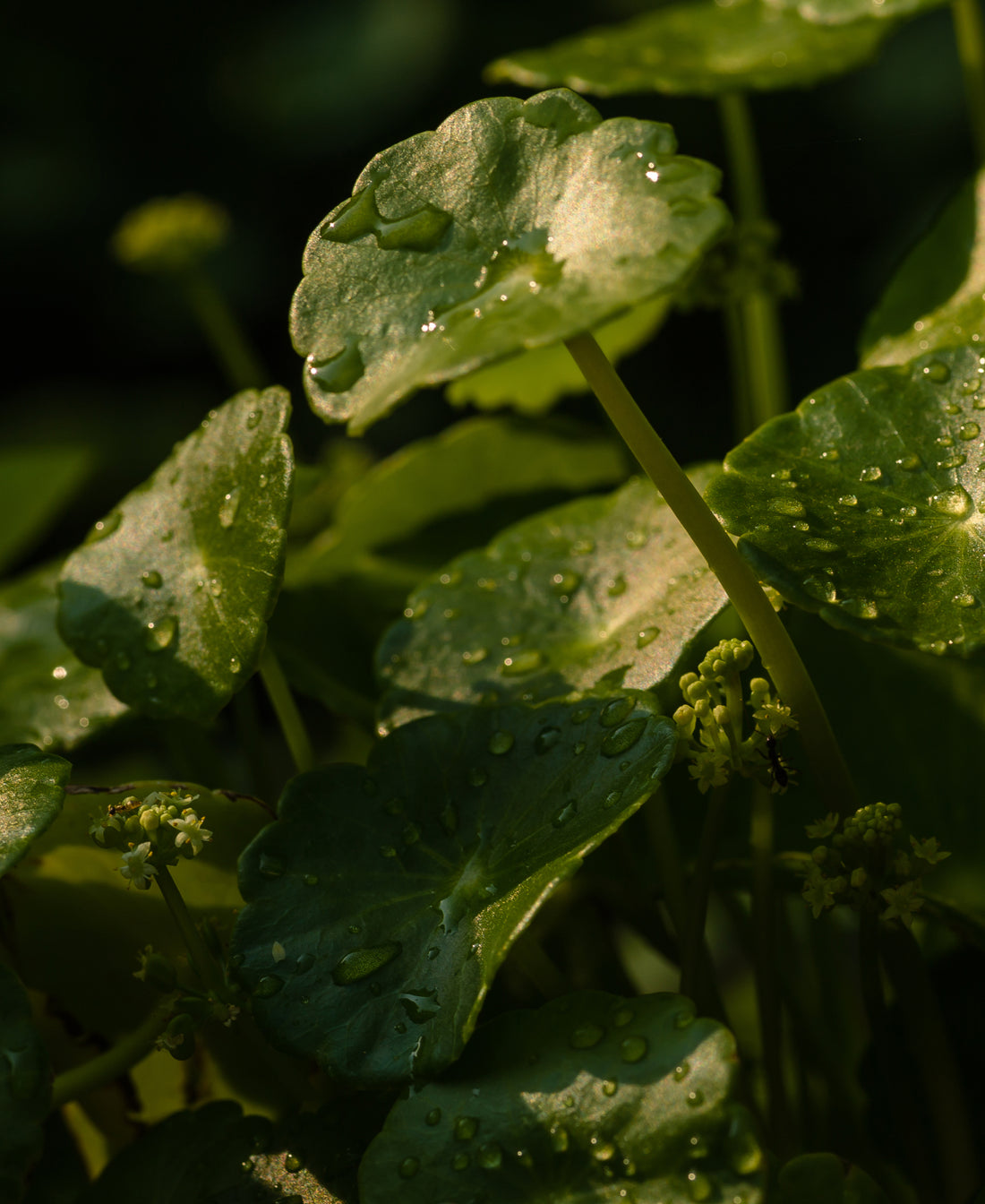 Gotu Kola Leaf | hover_text: title: 'gotu kola', text: 'minimizes the look of fine lines by stimulating collagen production and fortifying the lipid barrier.', style: 'secondary', color: #ffffff, y-alignment: 'bottom'