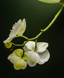 Jasmine Flower