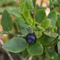 Multifruit AHAs