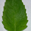 Holy Basil