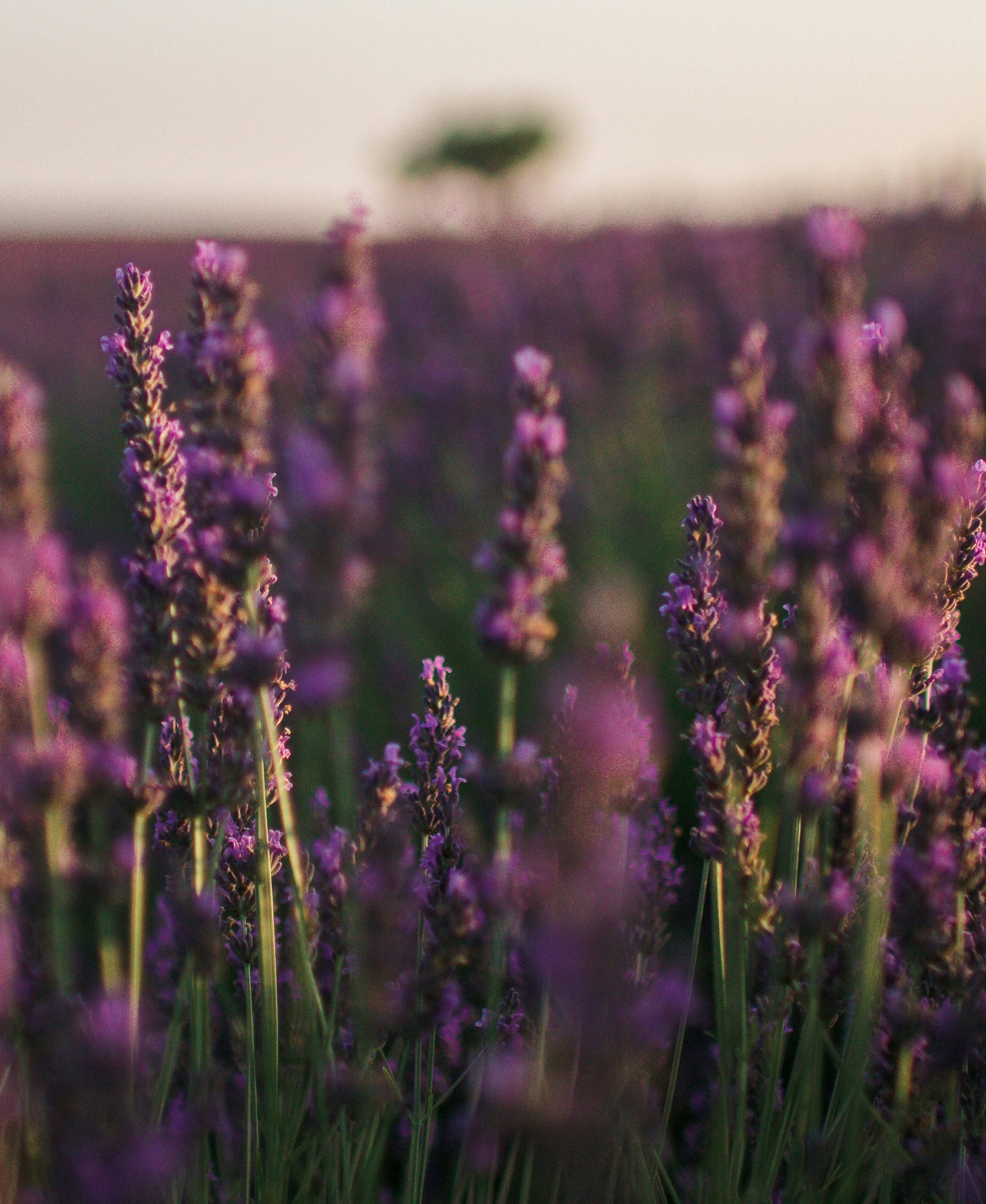 Lavender Field