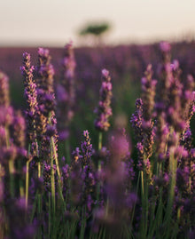 Lavender Field